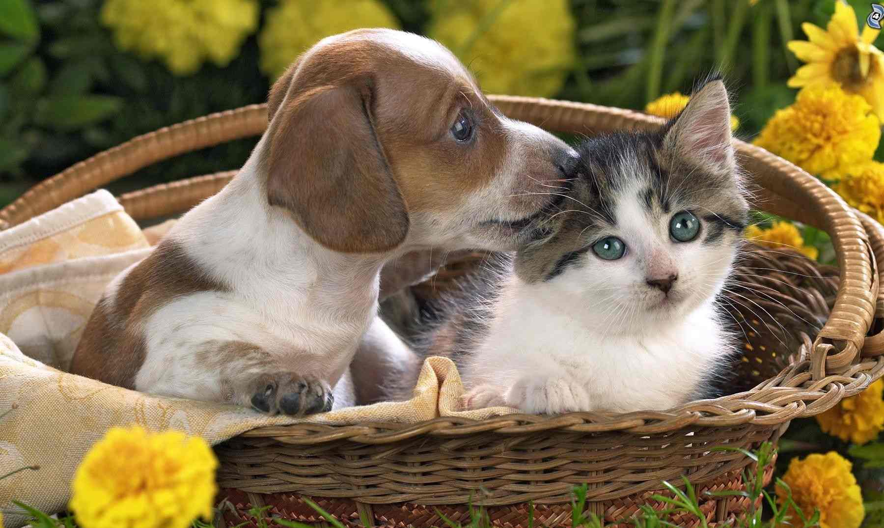 Una hermosa foto de un perro y un  gato.