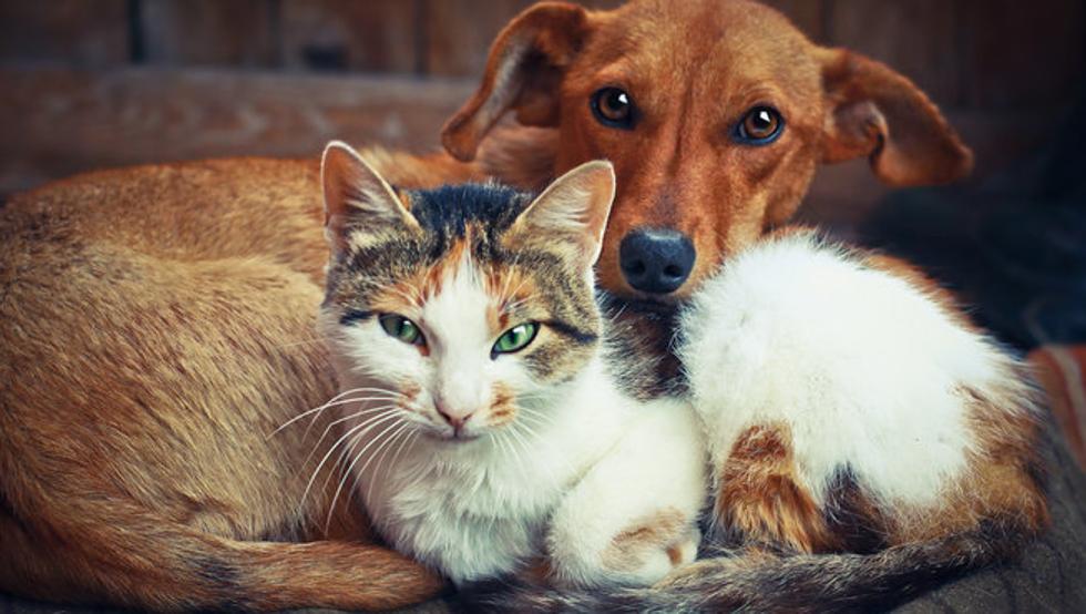 Un perro y un gato recostados juntos.